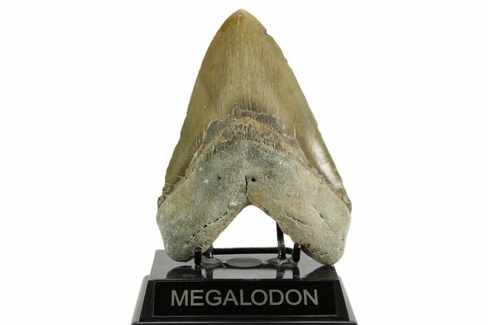 Huge, Fossil Megalodon Tooth - North Carolina #371300